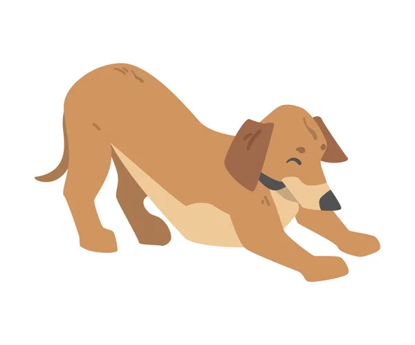 Грайливий собака Дахшунд, милий домашній тварина зі світло-коричневим пальто мультфільм Векторні ілюстрації — стоковий вектор