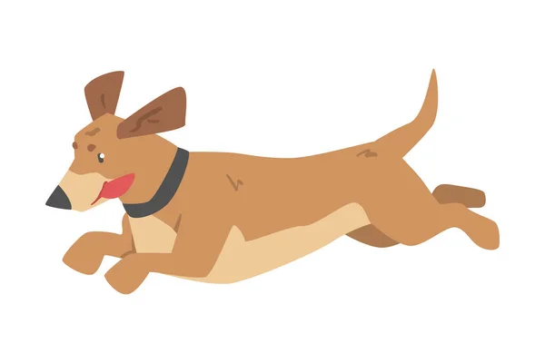 Cute Running Dachshund Dog Pet Animal with Light Brown Coat Cartoon Vector Illustration — Stock Vector