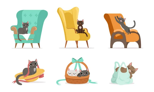 ( 영어 ) Cat Domestic Pet sitting on Armchair and Wicker Basket Vector Set — 스톡 벡터