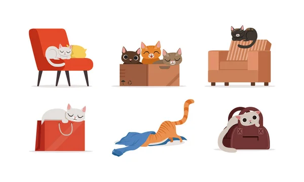 ( 영어 ) Cat Domestic Pet sitting on Armchair and in Cardboard Vector Set — 스톡 벡터