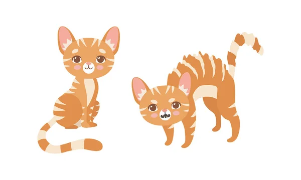 Cute Ginger Striped Kitten as Furry Domestic Pet Growling and Setting Vector Set — 스톡 벡터