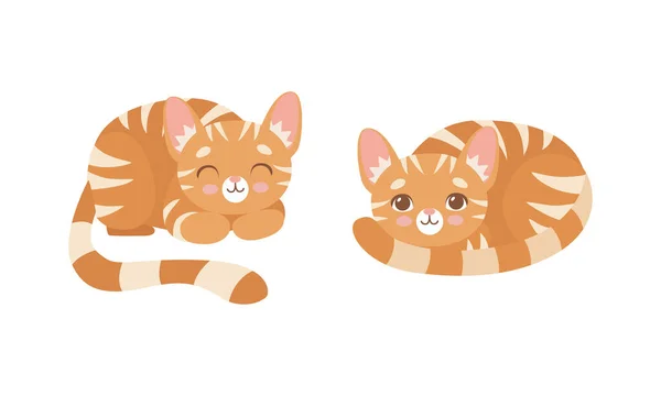Cute Ginger Striped Kitten as Furry Domestic Pet Cuddling and Nestling Vector Set — 스톡 벡터