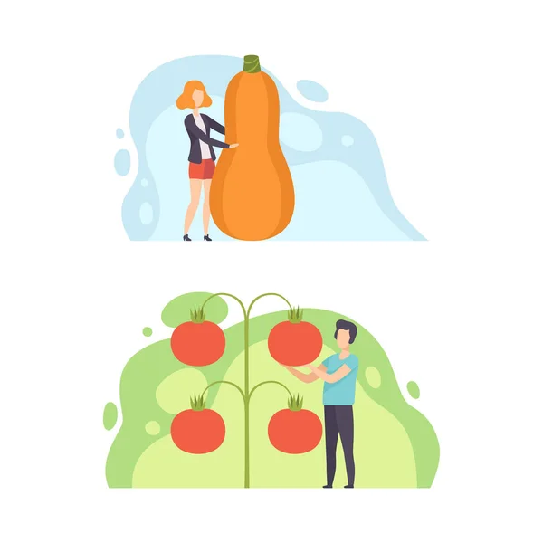 Winzige Menschen mit riesigem Gemüse, Mann und Frau mit Zucchini und Tomate, gesunde Ernährung, Eco Natural Food Concept Cartoon Vector Illustration — Stockvektor