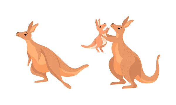 Kangourou brun animal marsupial avec des jambes arrière puissantes et Joey dans un ensemble de vecteurs de poche — Image vectorielle