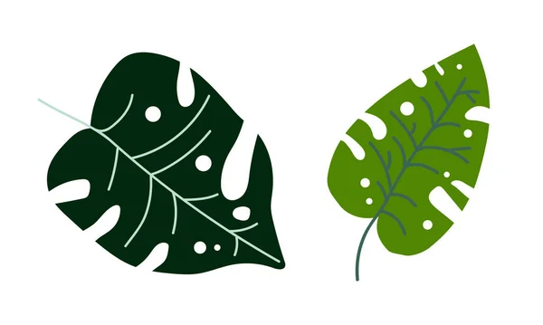 Tropický zelený list na stonku jako exotická flóra a ovocný vektor — Stockový vektor