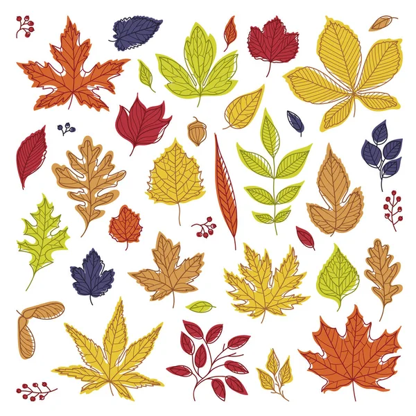 Bright Autumn Foliage with Different Leaf Color Vector Set — Stock Vector