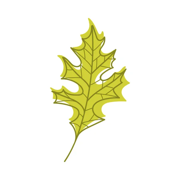 Πράσινο Φθινόπωρο Oak Leaf με Veins ως εποχιακή Foliage για Stem Vector Εικονογράφηση — Διανυσματικό Αρχείο