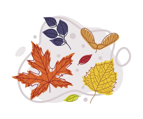 Autumn Bright Foliage with Different Leaf Color Vector Composition — Stock Vector