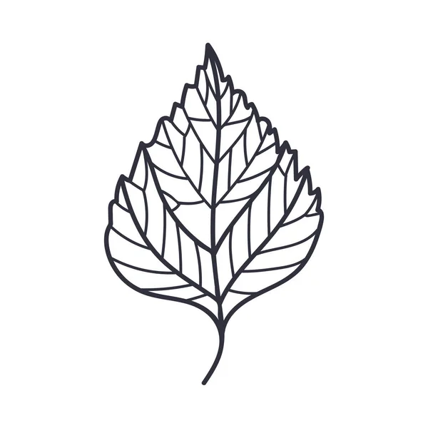 Hand Drawn Birch Autumn Leaf Contour or Outline Vector Illustration — Stock Vector