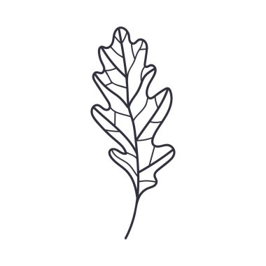 El Yazması Sonbahar Meşesi Yaprak Konferansı veya Taslak Vektör Resimleri