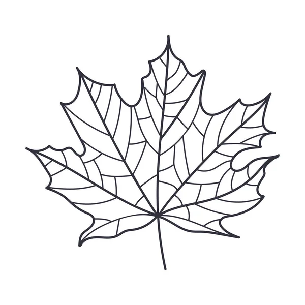 Hand Drawn Autumn Maple Leaf Contour or Outline Vector Illustration — Stock Vector