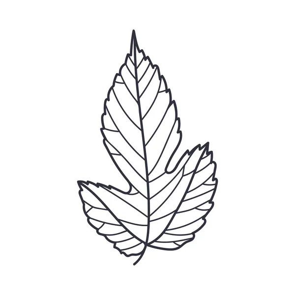 Hand Drawn Autumn Leaf Contour or Outline Vector Illustration — Stock Vector