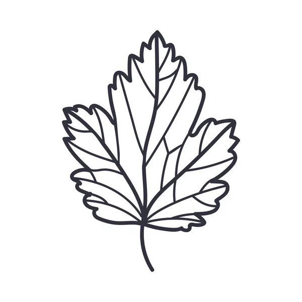 Illustration vectorielle de contour ou de contour de feuille d'automne dessinée à la main — Image vectorielle