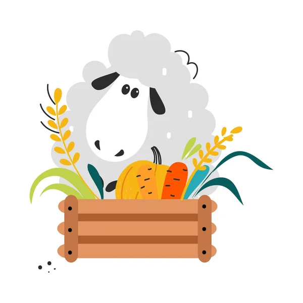 Cute Fluffy Sheep as Farm Animal on Ranch with Crate Full of Harvest Vector Illustration — Stock Vector