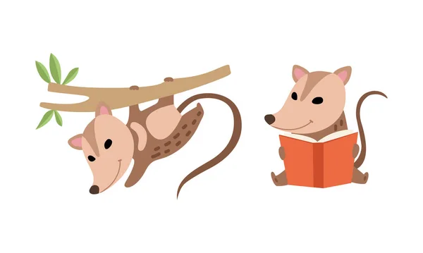 Cute Opossum Animal Reading Book and Hanging on Tree Vector Set — 스톡 벡터