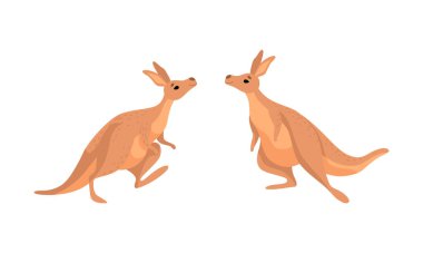 Kahverengi Kanguru Keseli Hayvan Güçlü Hind Bacakları ve Kesesi Vektör Kümesi