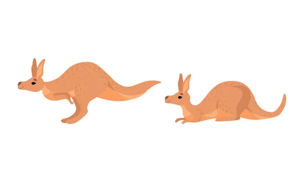 Animal marsupial canguru marrom com pernas de couro poderosas e conjunto de vetor de bolsa —  Vetores de Stock