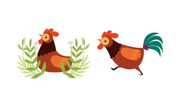 Rooster or Cock Character Sitting in Grass and Running Vector Set — Stock Vector