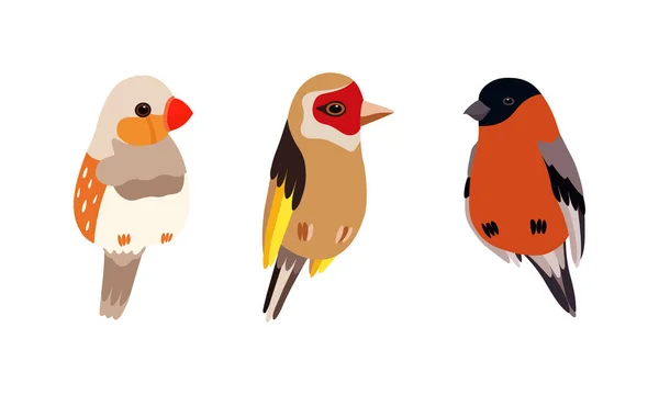 Struikvogels als gevleugelde bevederde wezens met een Heldere Vectorset van het Vlechtveer — Stockvector