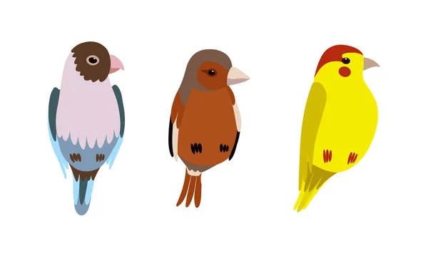 Aves encaramadas como criatura emplumada alada con un conjunto de vectores de plumaje brillante — Vector de stock