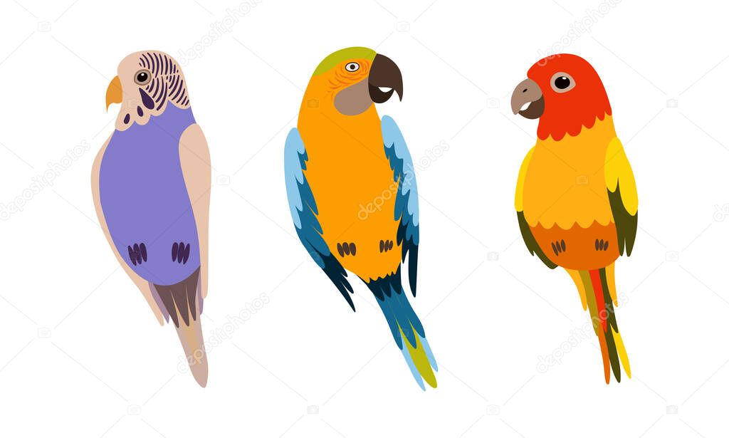 Perching Birds as Winged Feathered Creature with Bright Plumage Vector Set