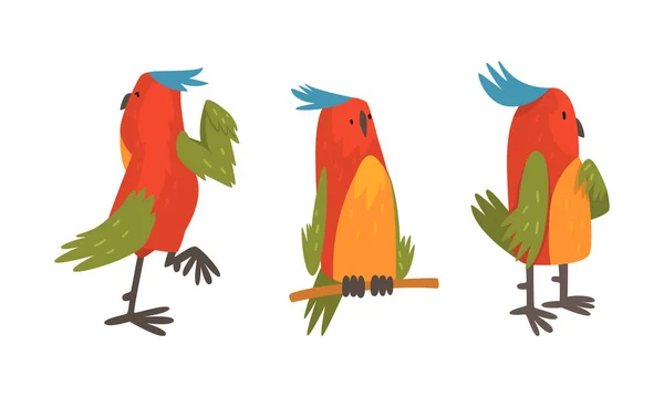 Funny Parrot Perching, Walking y conjunto de vectores de pie — Vector de stock