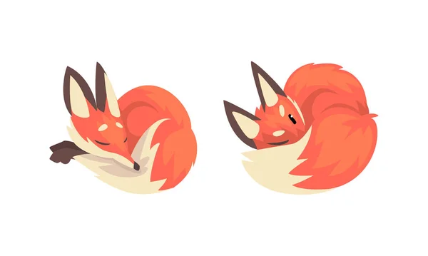 올바른 귀를 가진 여우의 동물, 서로 다른 Poses Vector set 의 Pointed Snout and Long Bushy Tail — 스톡 벡터