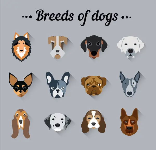 Cute Cartoon Dogs breeds — Vetor de Stock