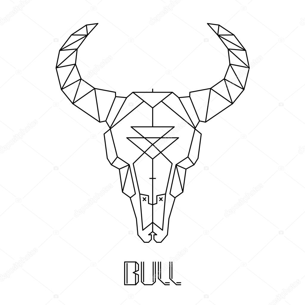 Bull skull on white