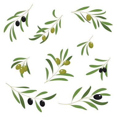 renkli zeytin seti