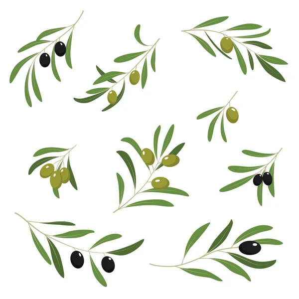 Farbenfrohes Olivenset — Stockvektor