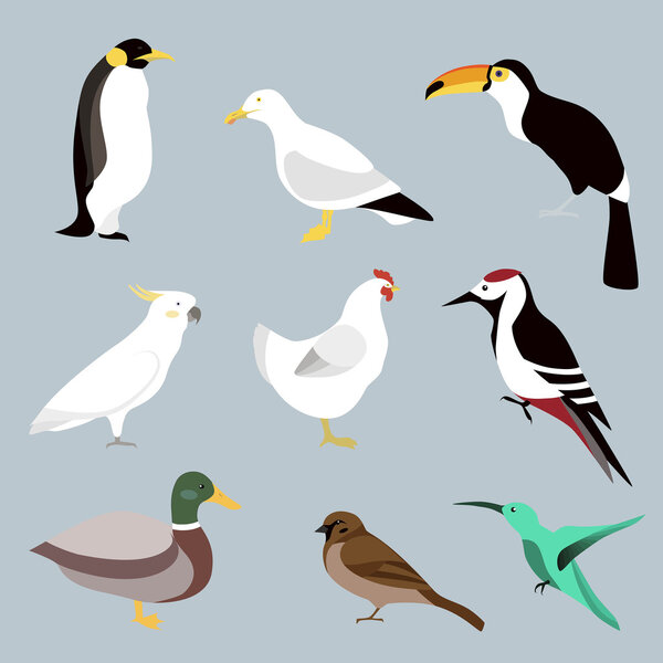 Birds icon set