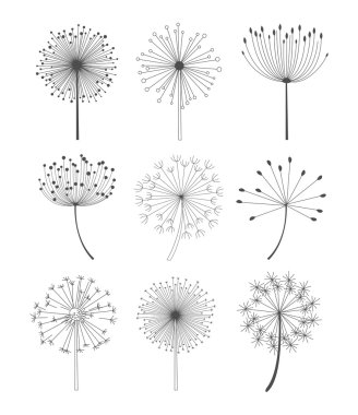 Siyah ve beyaz Dandelions vektör çizim ayarla