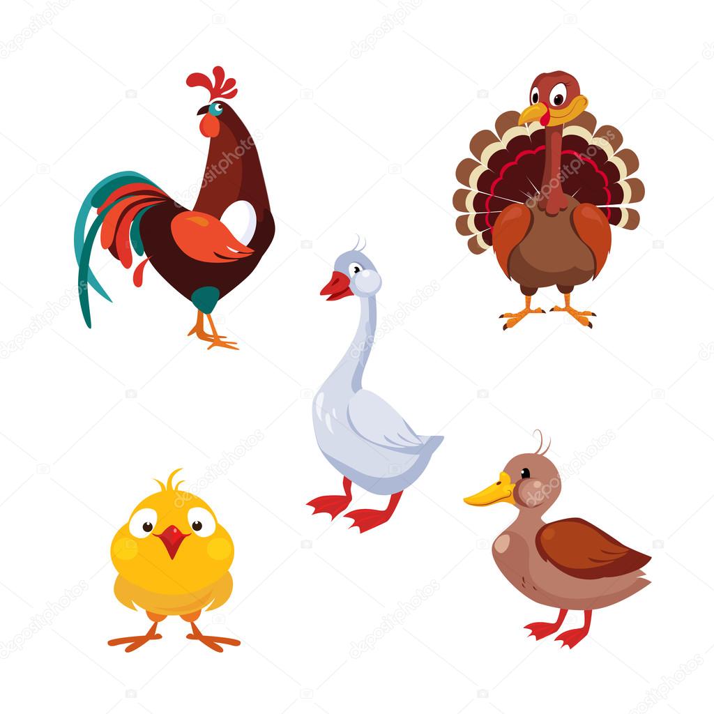 Poultry Domestic Birds
