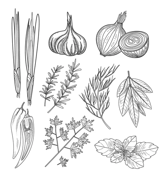 Culinary Herbs and Spices. — Stock Illustration Culinary Herbs and Spices. Stock Illustration
