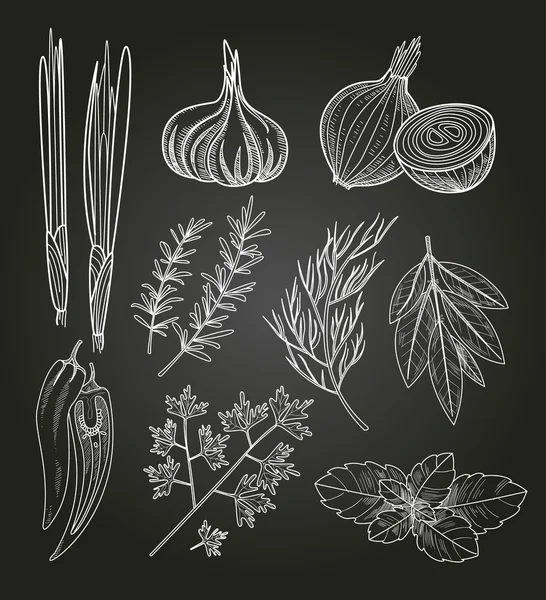 Culinary Herbs and Spices — Stock Vector