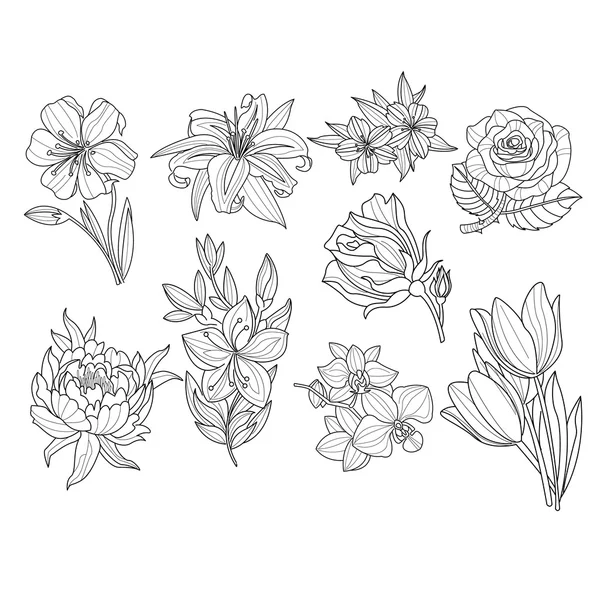 Set di fiori. Illustrazione vettoriale disegnata a mano — Vettoriale Stock