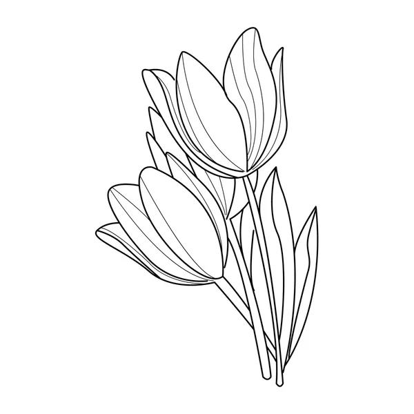 Disegno di fiori di tulipano. Vettore — Vettoriale Stock