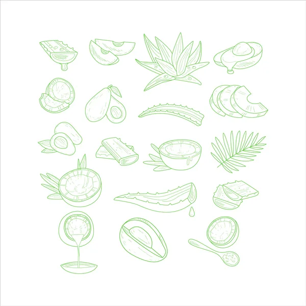 Aloes, Avocado și nuci de cocos — Vector de stoc