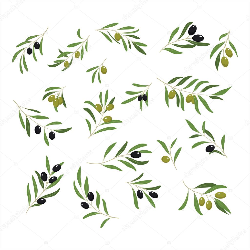 Olive Branches. Vector Illustration