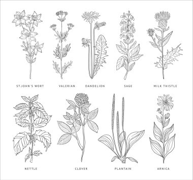 Medical Herbs Vector Set. clipart