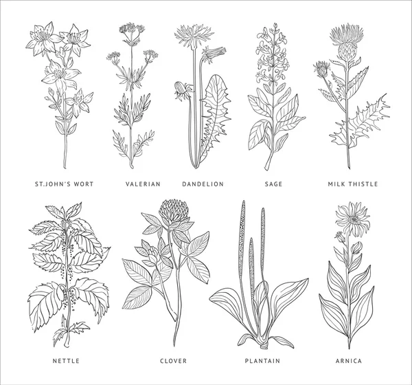 Medical Herbs Vector Set. — Stock Vector