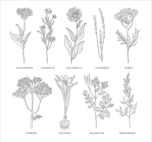 Medical Herbs Vector Set.