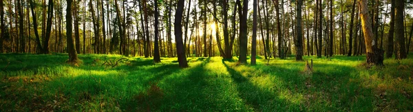 Panorámás kilátás, erdő naplementekor — Stock Fotó