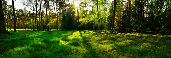 Panoramic view of forest at sunset — Stock Photo, Image