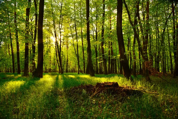 Hermosa vista de la puesta de sol en el bosque — Foto de Stock