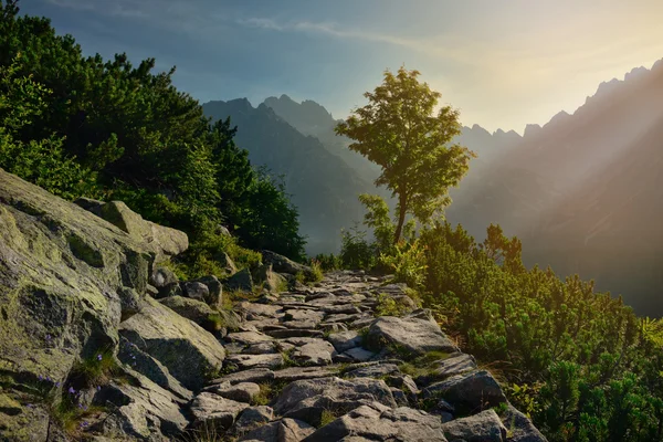 Baum und Bergpfad an einem sonnigen Morgen — Stockfoto