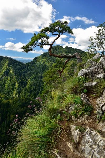 Vue du sommet de Sokolica dans la montagne Pieniny — Photo