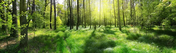 Ormanın panoramik görüntü