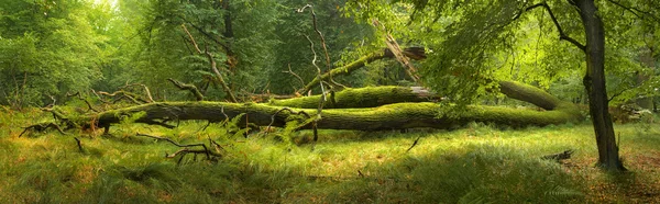 Vista panorámica del bosque — Foto de Stock